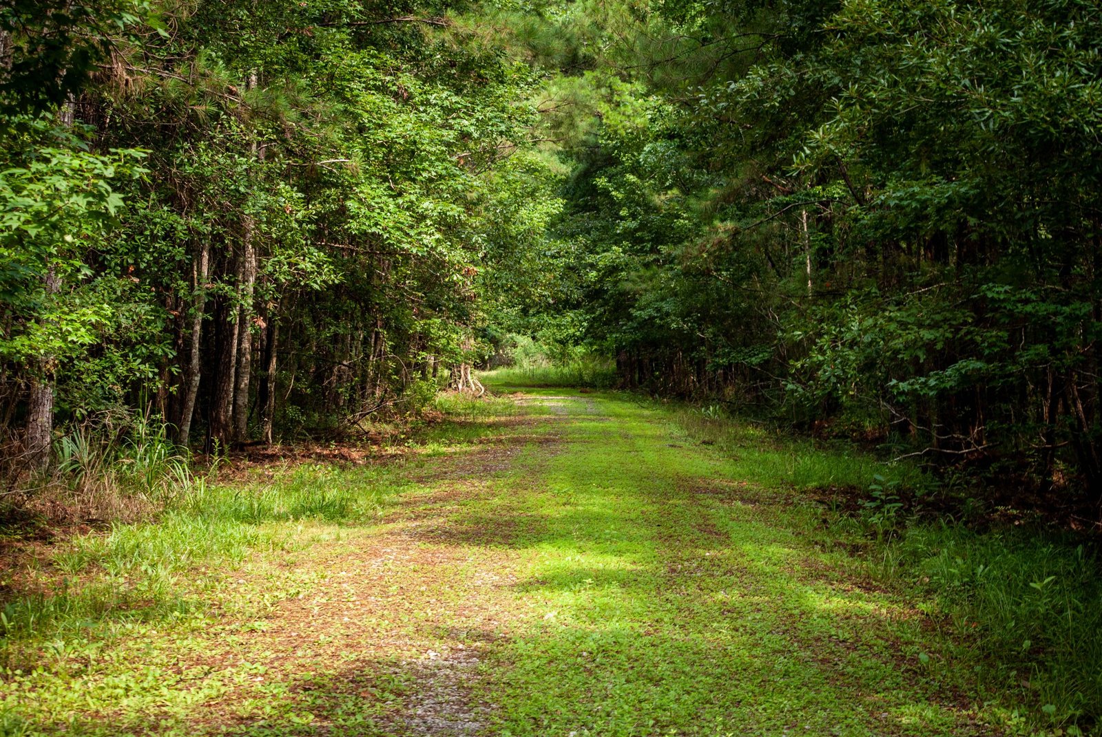 Walking path in the trees