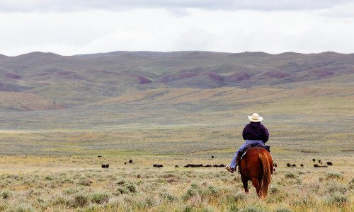 Cowboy on a horse facing away with cattle spread across a plain ahead and mountains in the background.