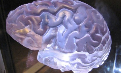 Model of the human brain