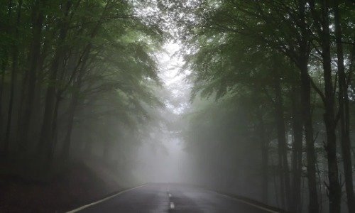A road through trees and fog