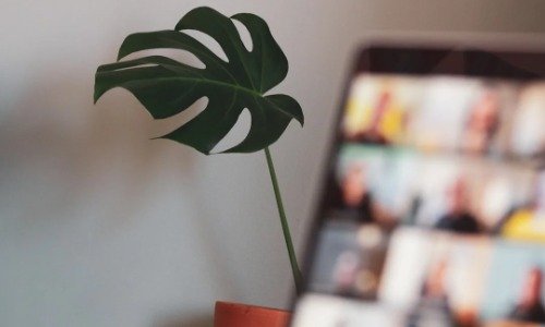 Blurred screen of a virtual meeting, with a plant showing sticking out to the side of the screen in fromt of a while wall.